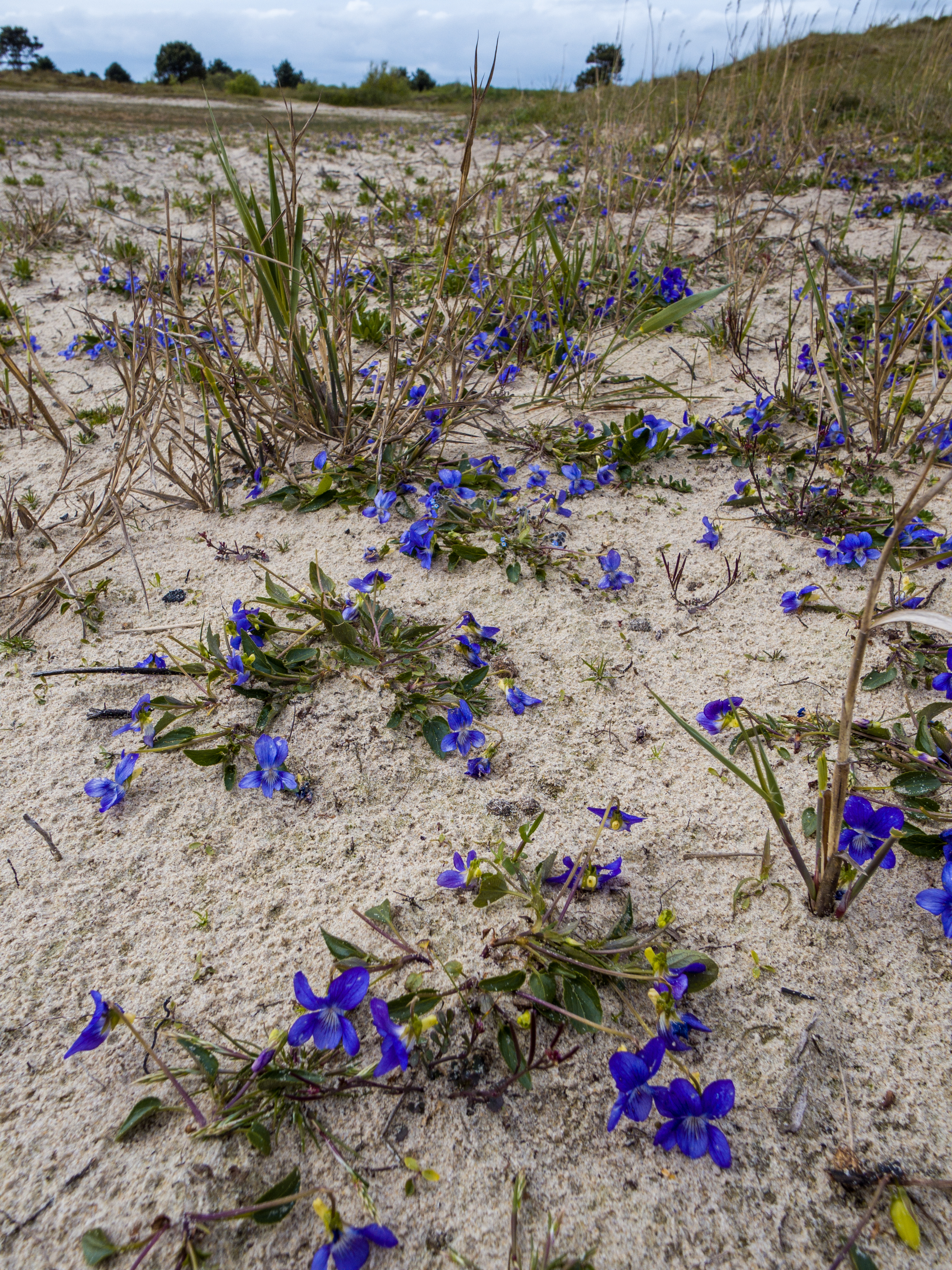 Hondsviooltje (Viola canina)