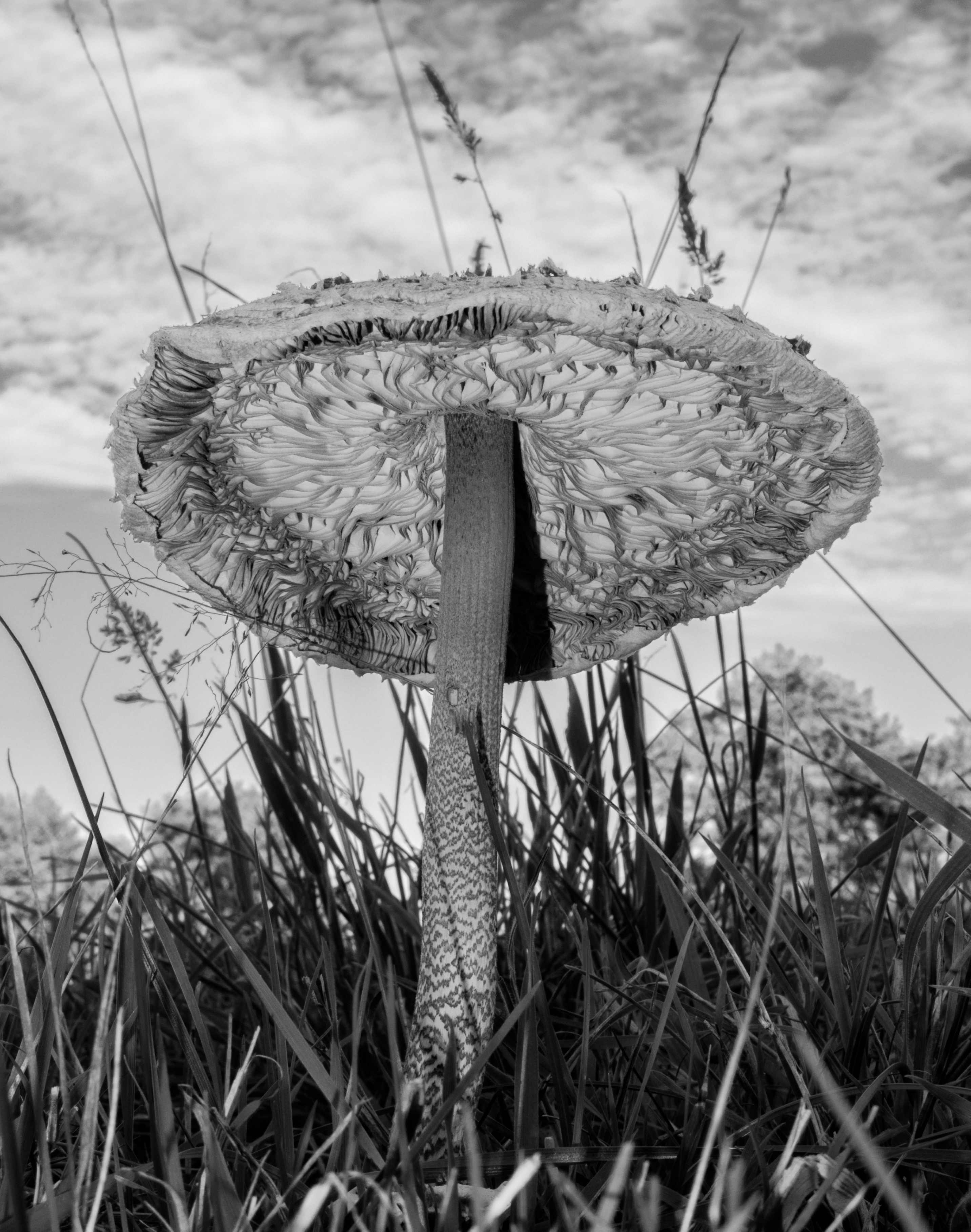 Parasol