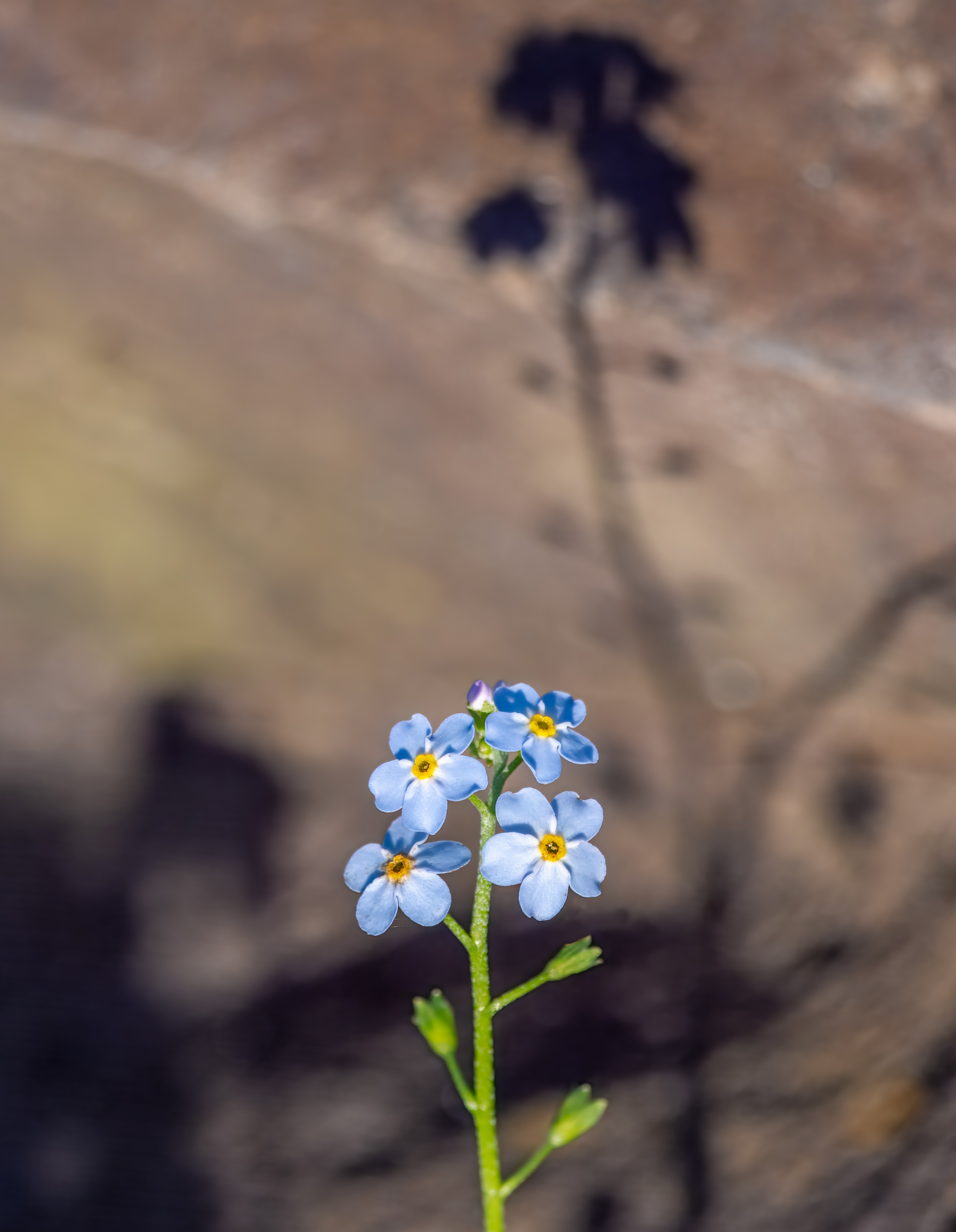 Moerasvergeet-mij-nietje