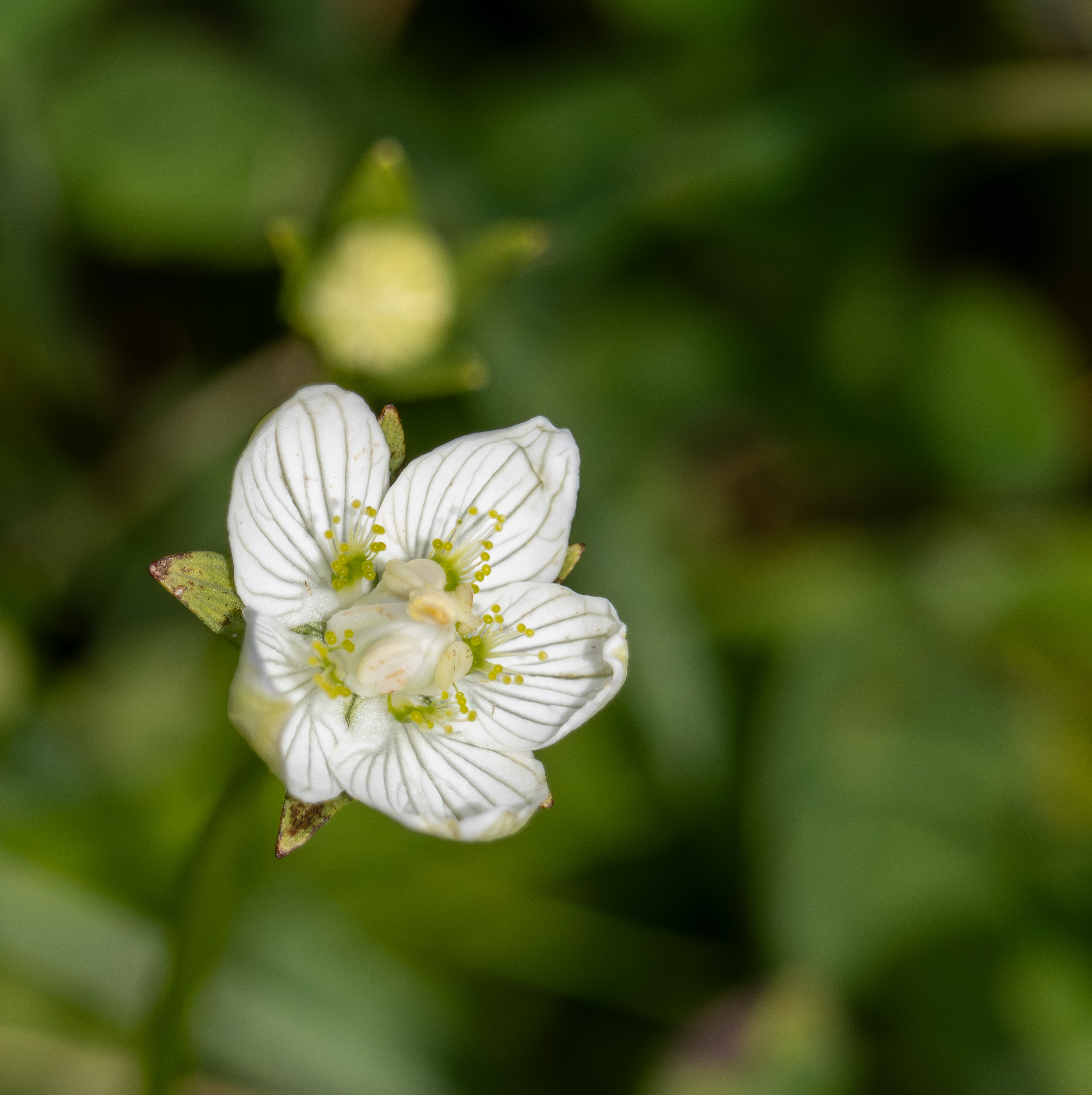 Parnassia