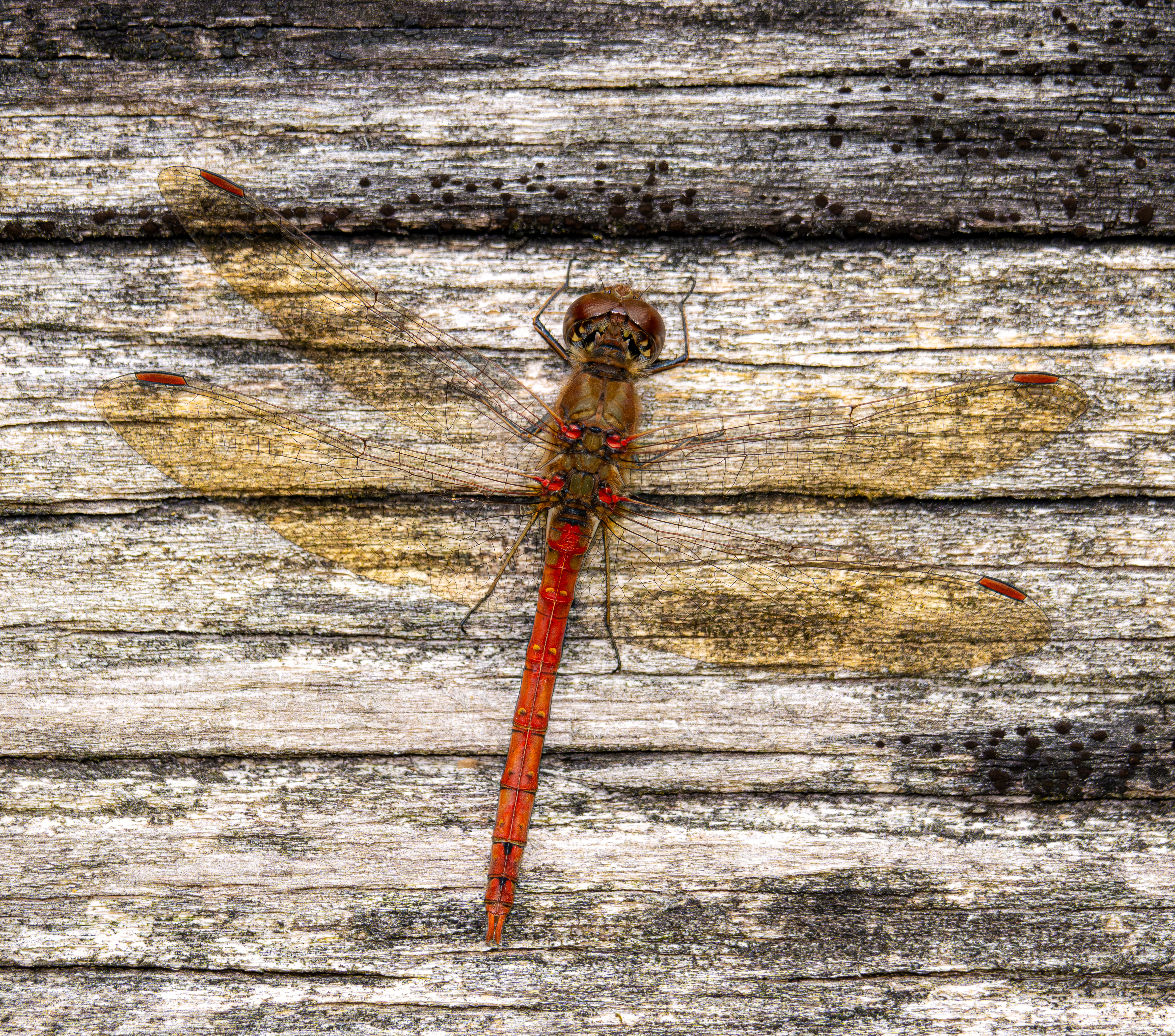 bloedrode heidelibel
