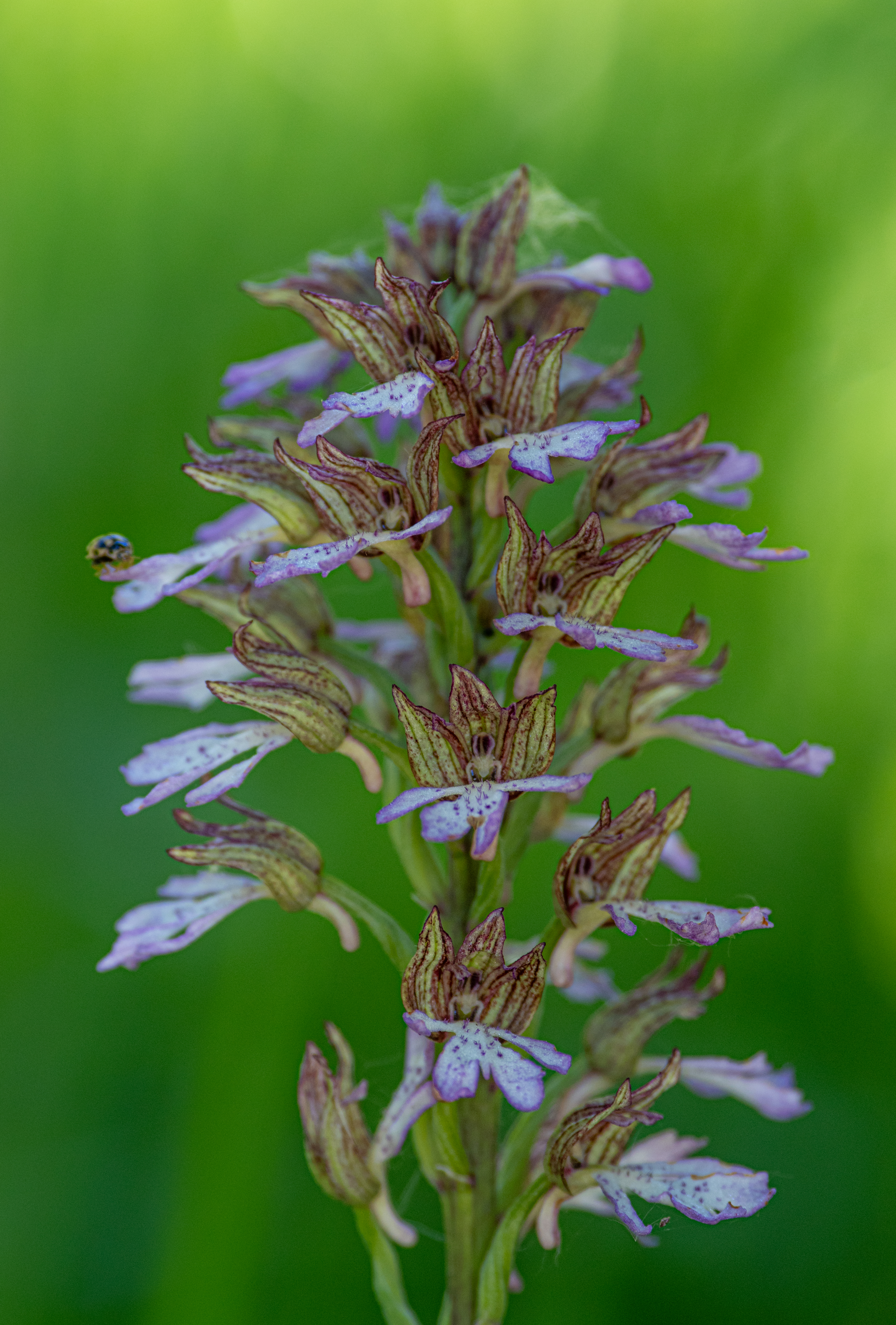 Purperorchis