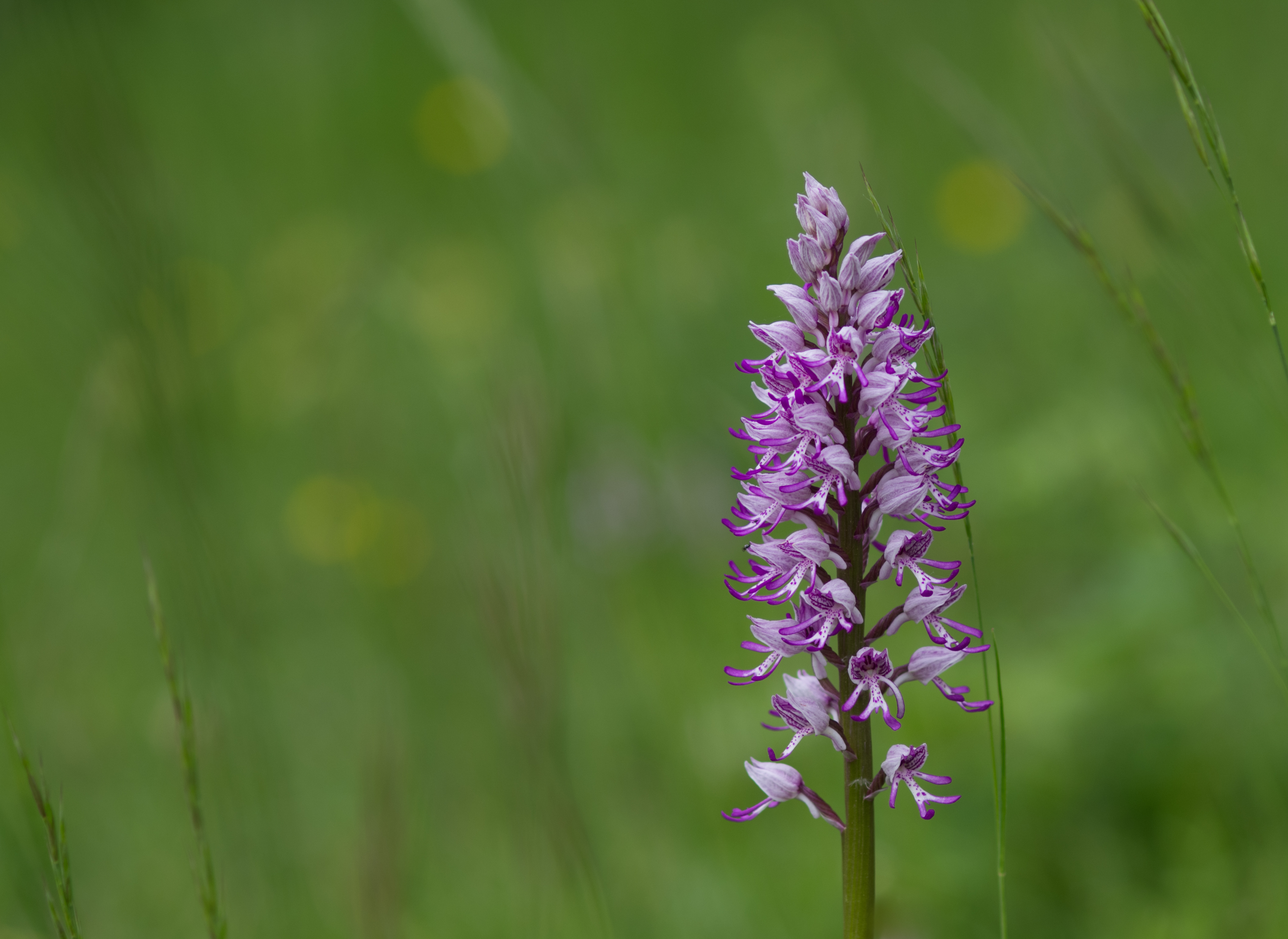 Orchis millitaris