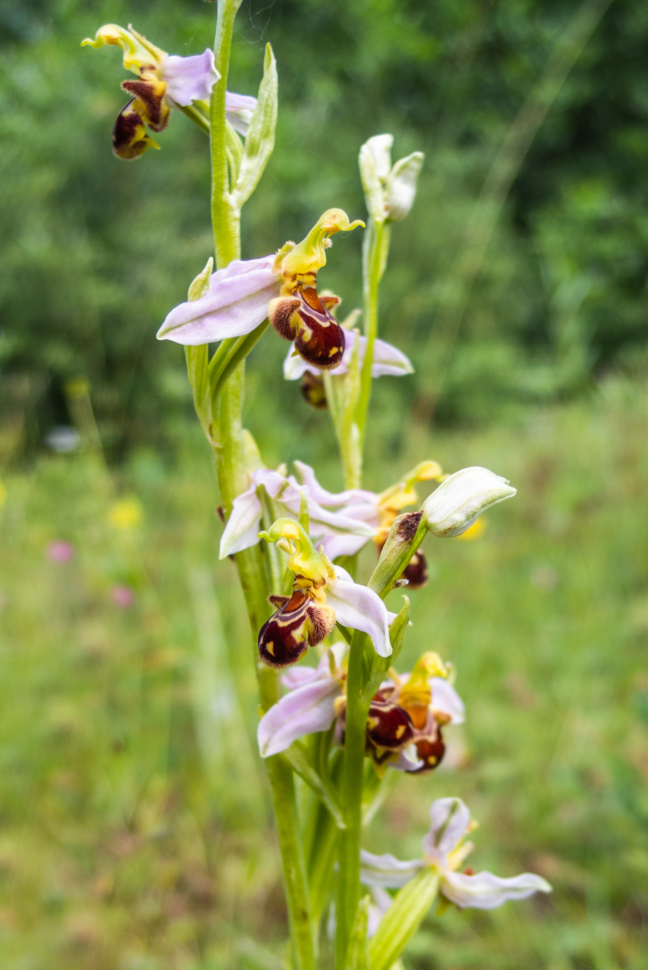 Bijenorchis