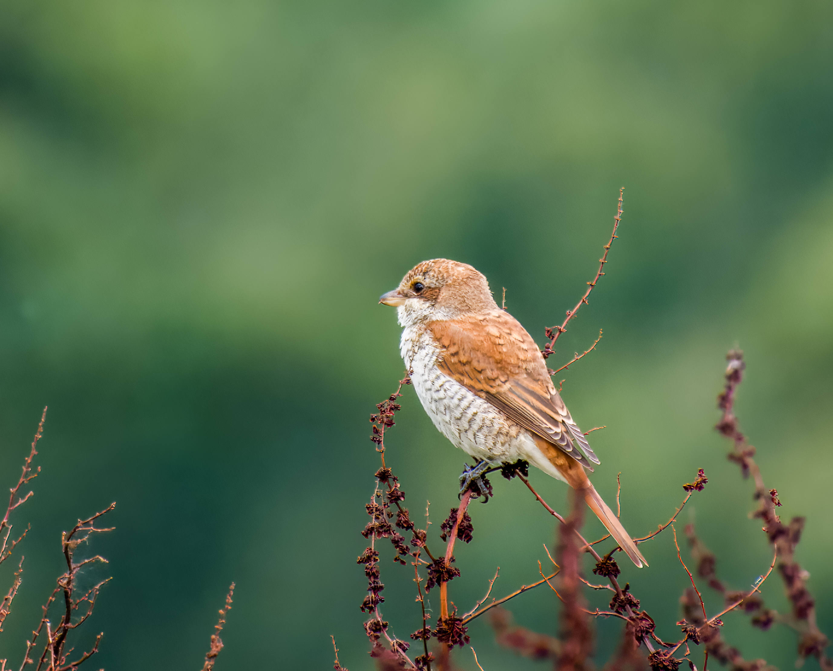 Grauwe klauwier (juveniel)