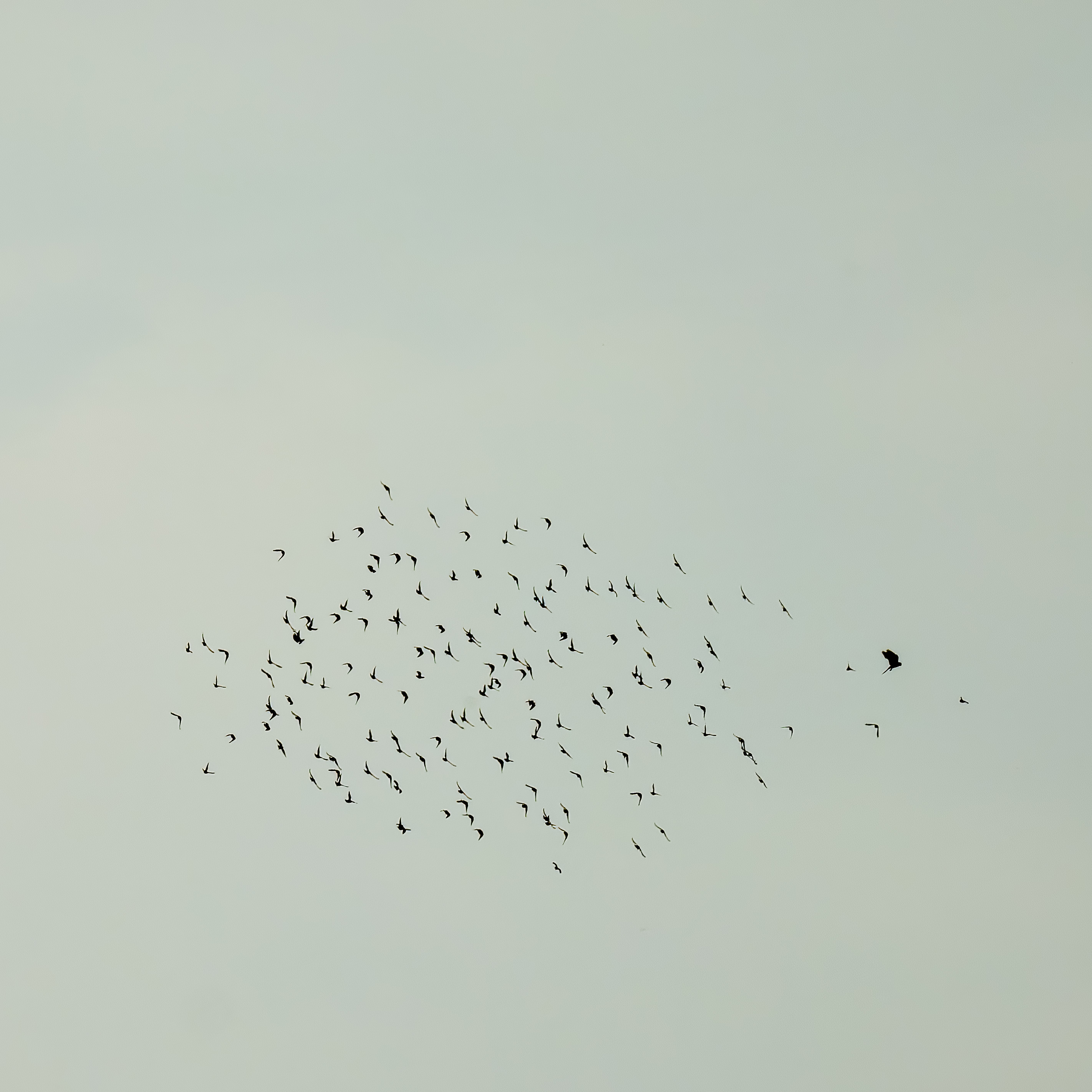 Torenvalk op jacht naar een spreeuw