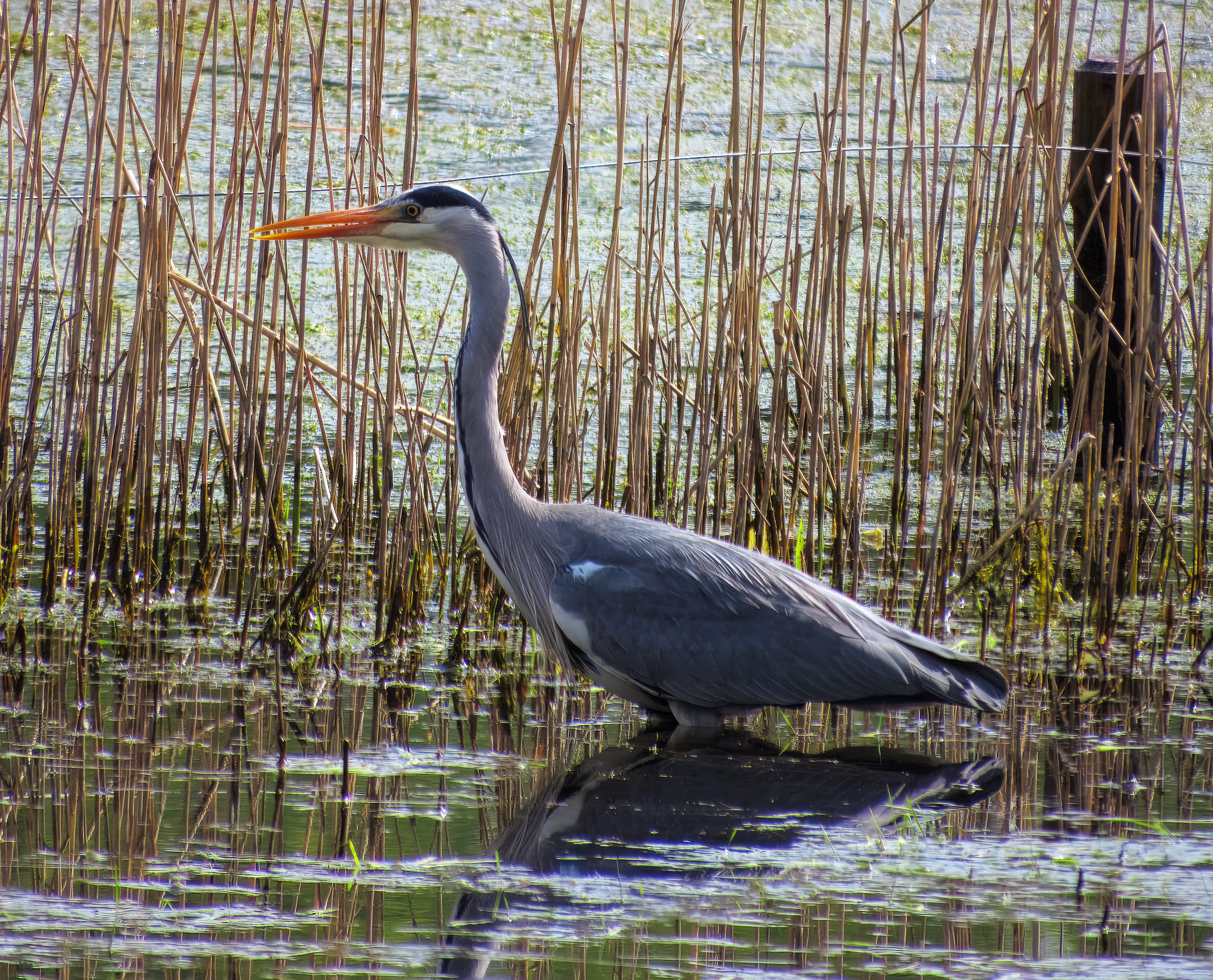 blauwe reiger