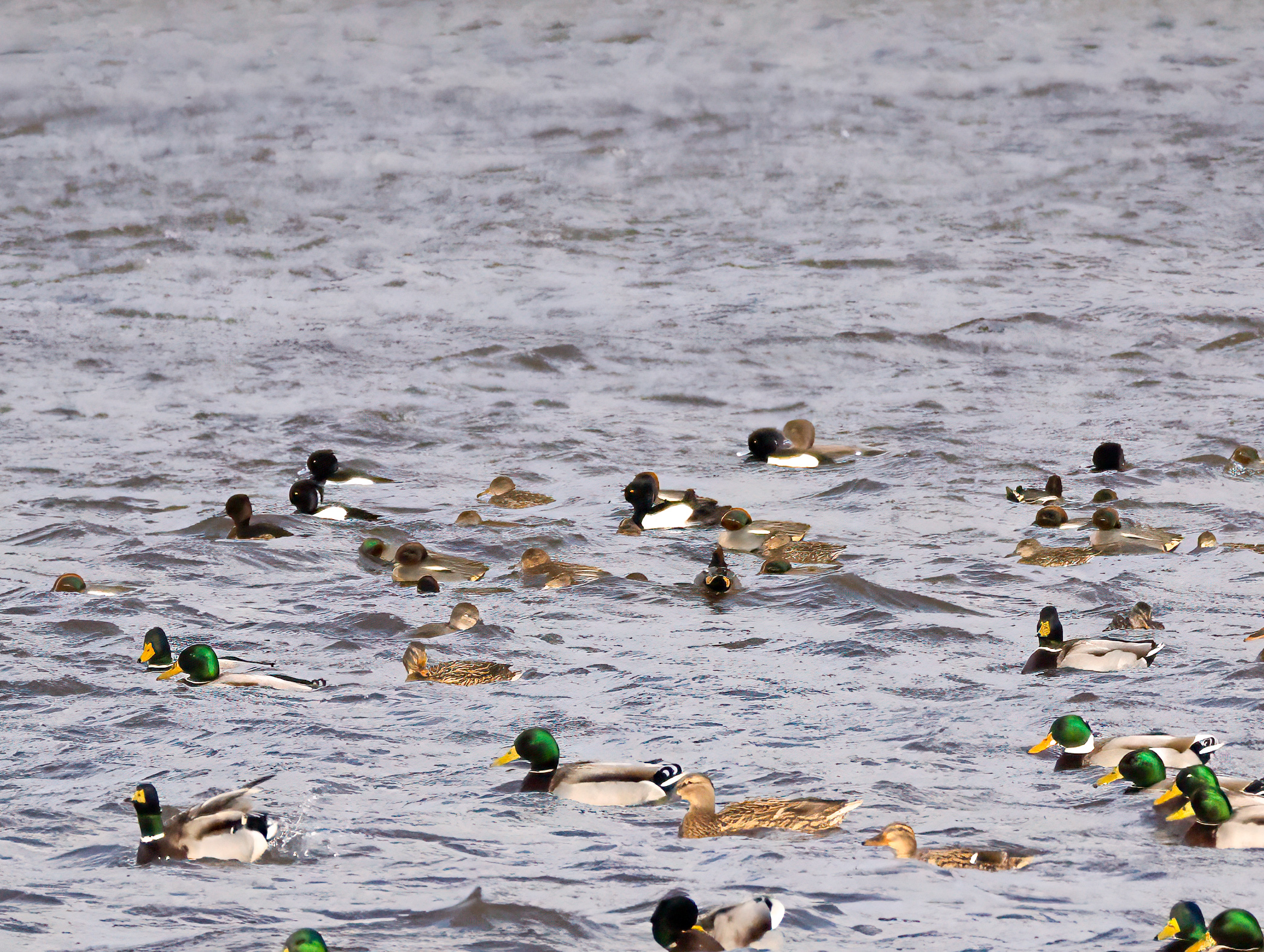 Wilde eend, Wintertaling, Kuifeend