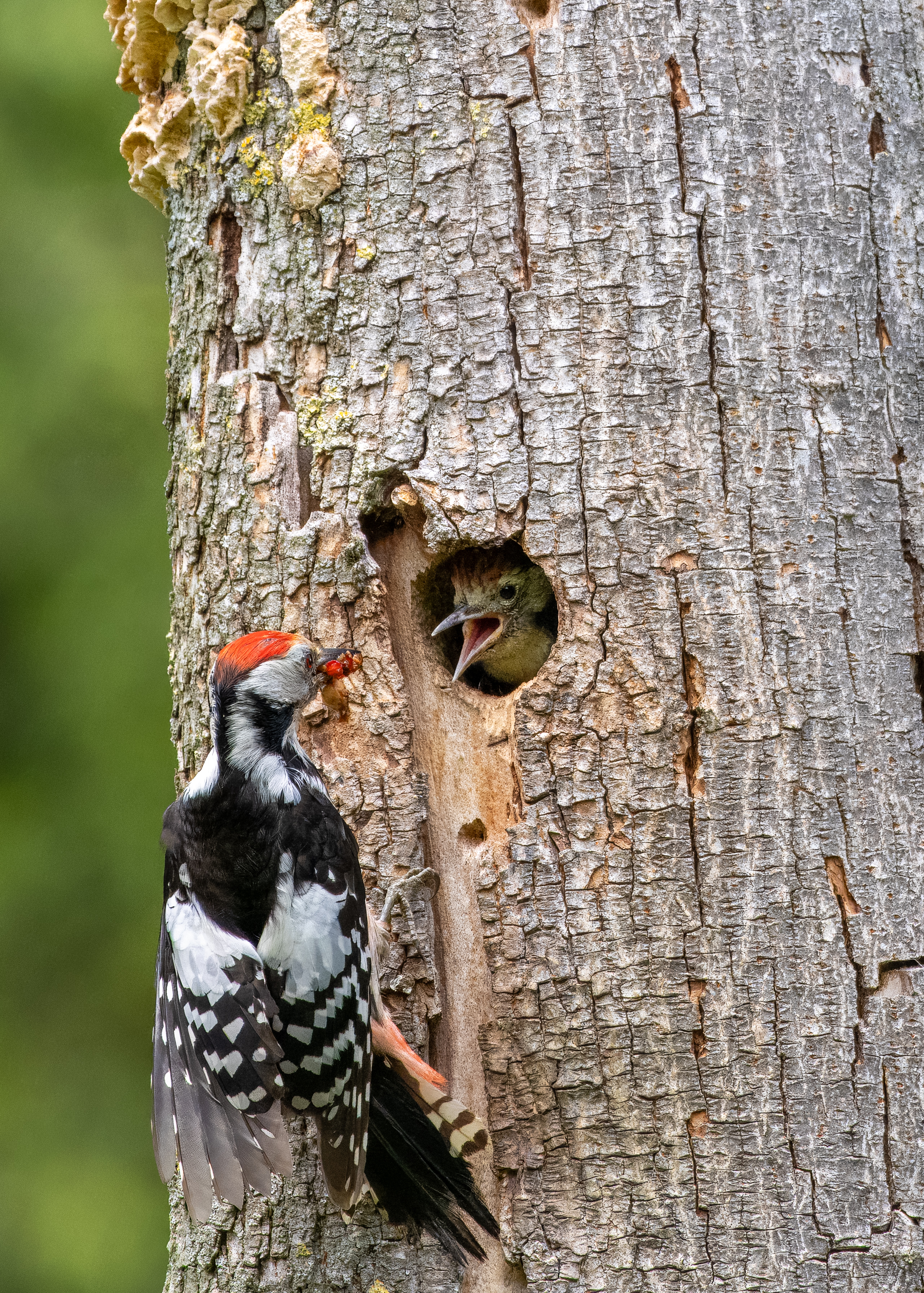 middelste bonte specht