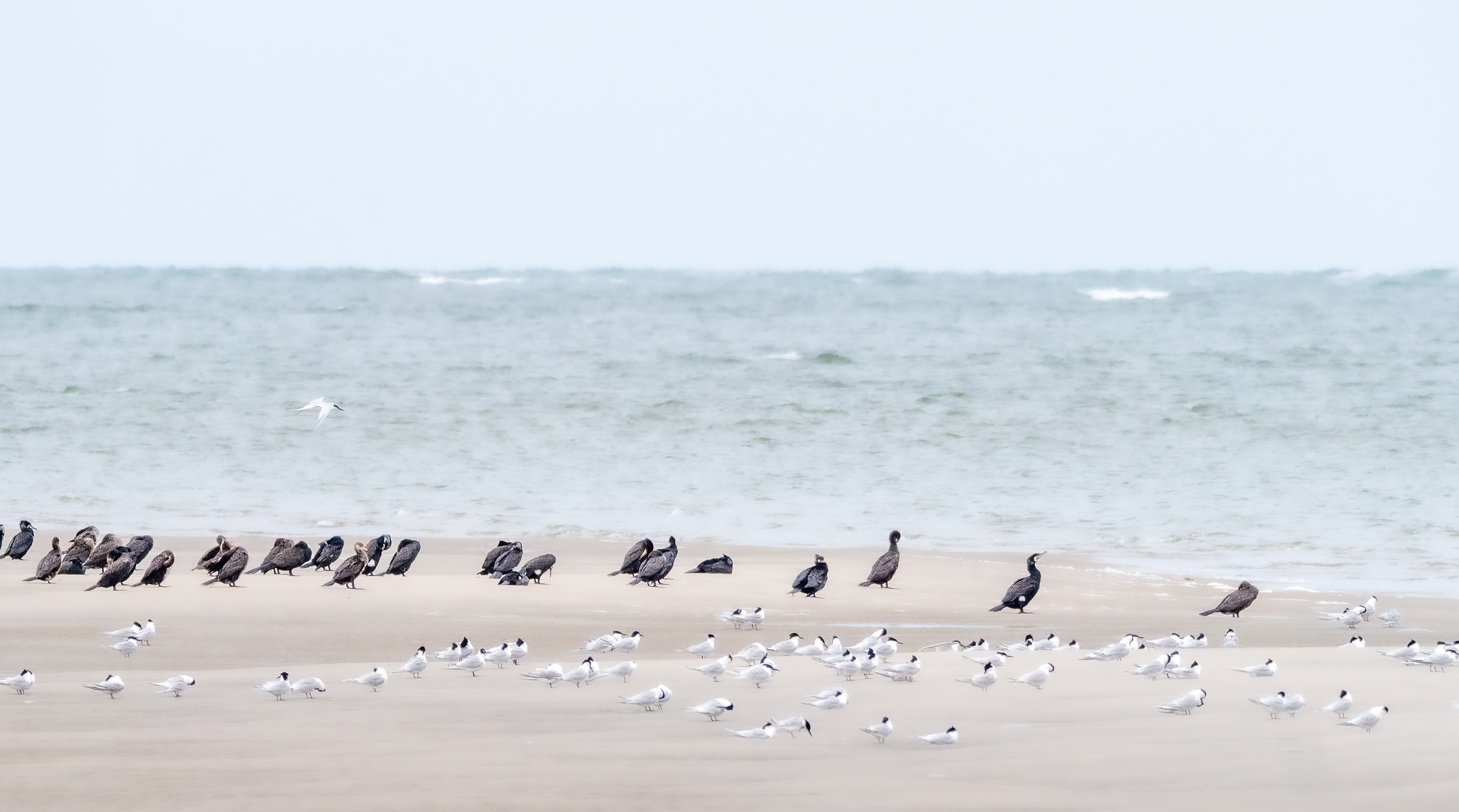 Visdiefjes en aalscholvers