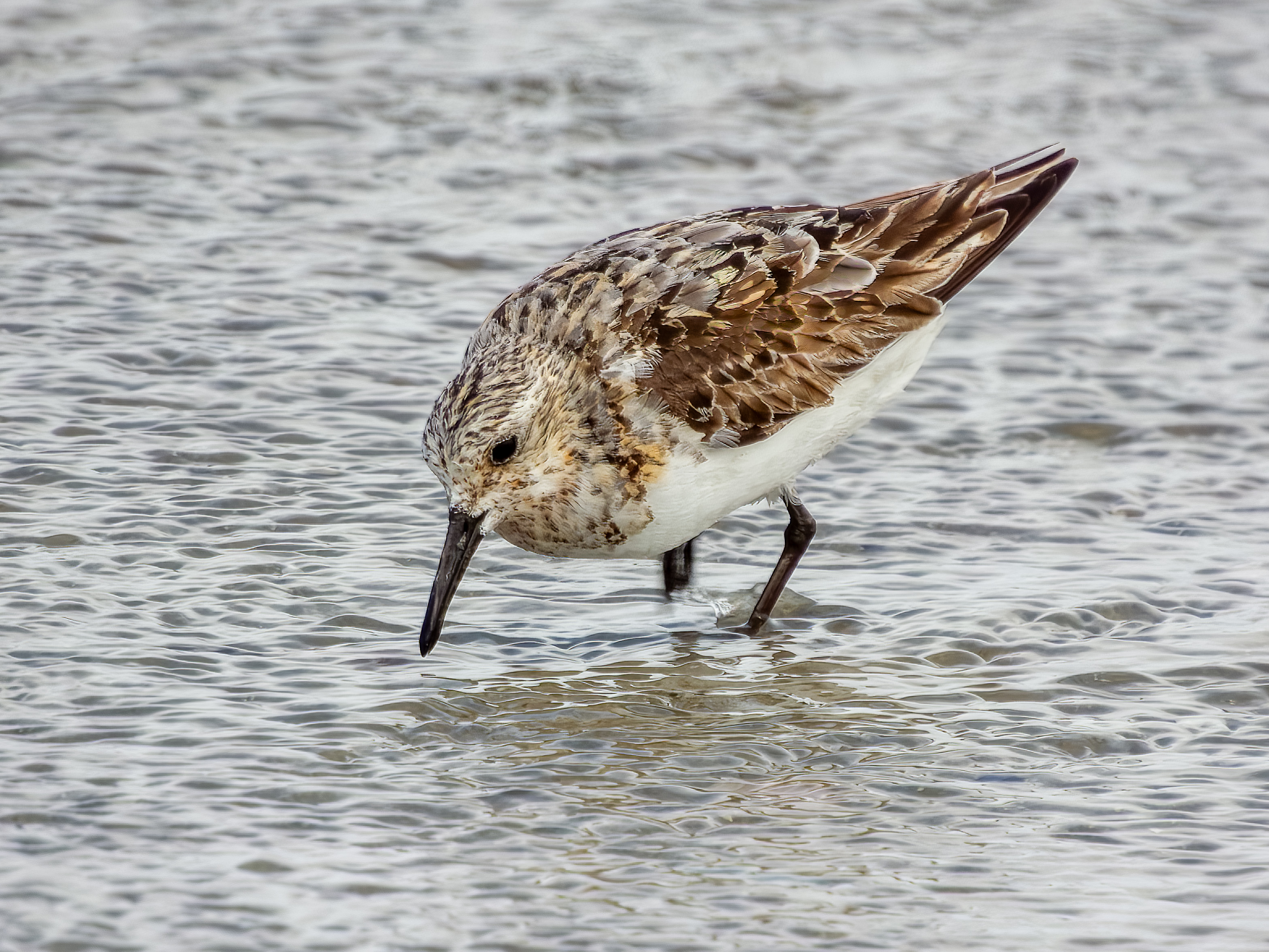 Drieteen strandloper