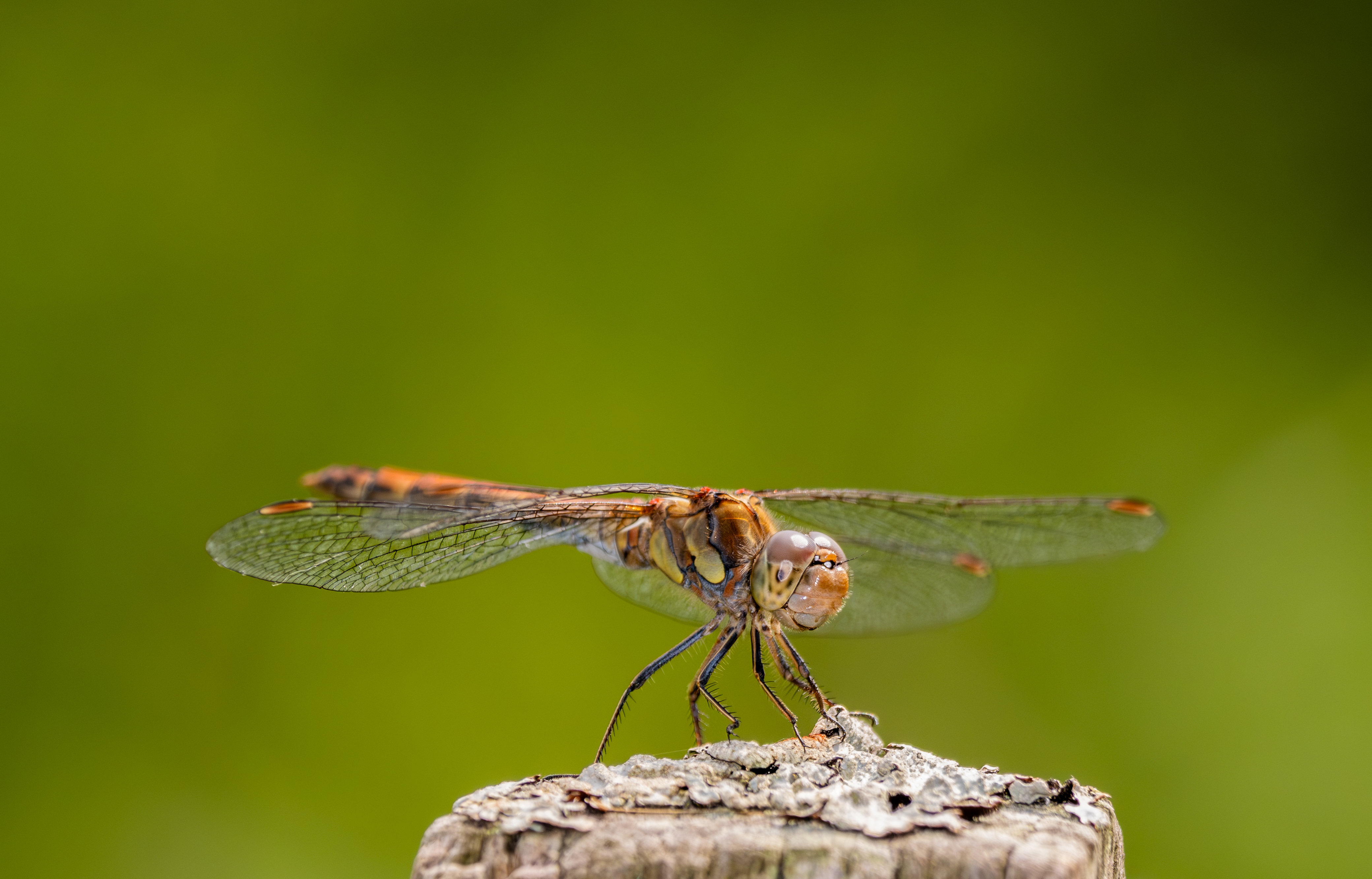 Bruinrode heidelibel