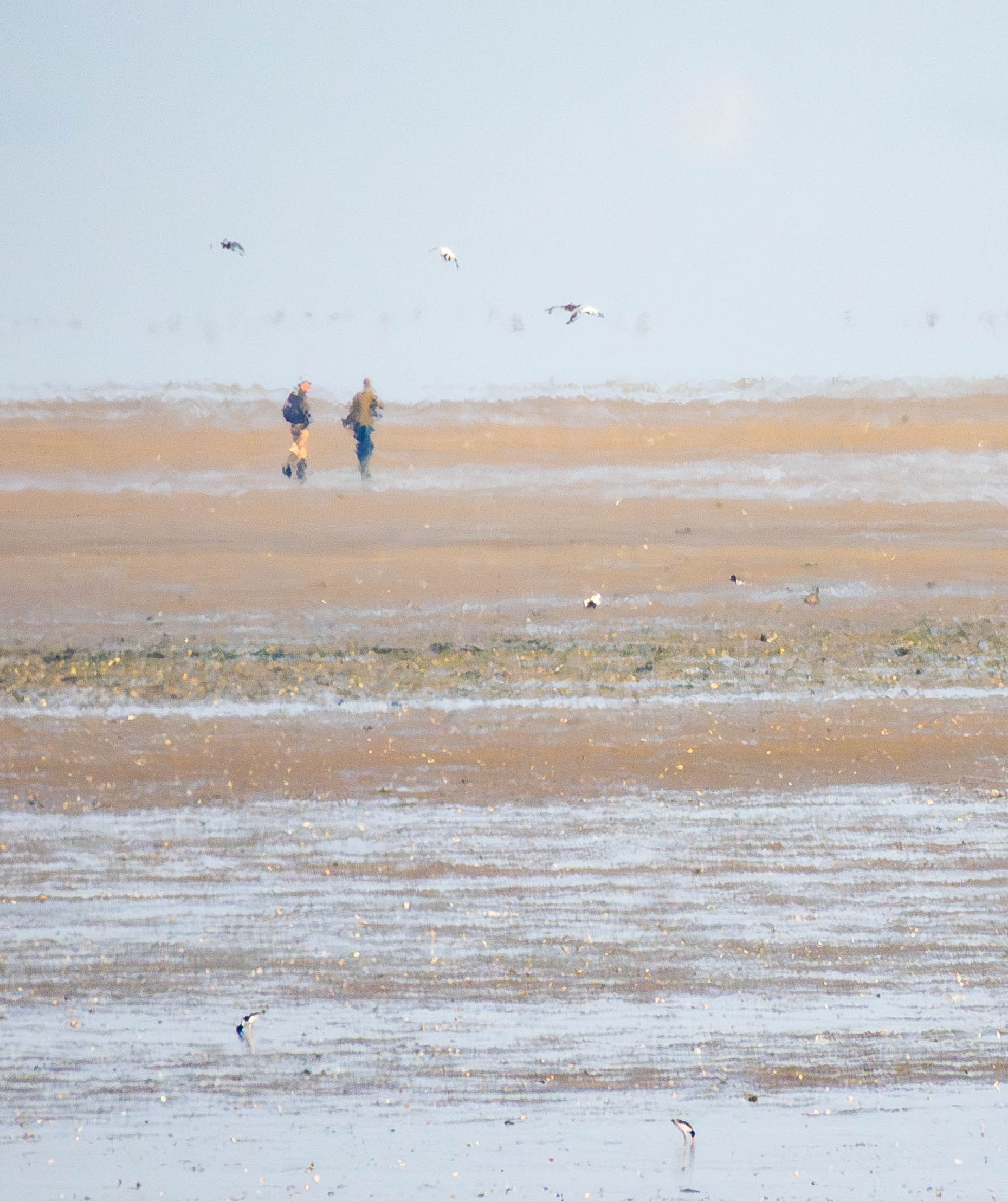 Rare vogels op het Griend