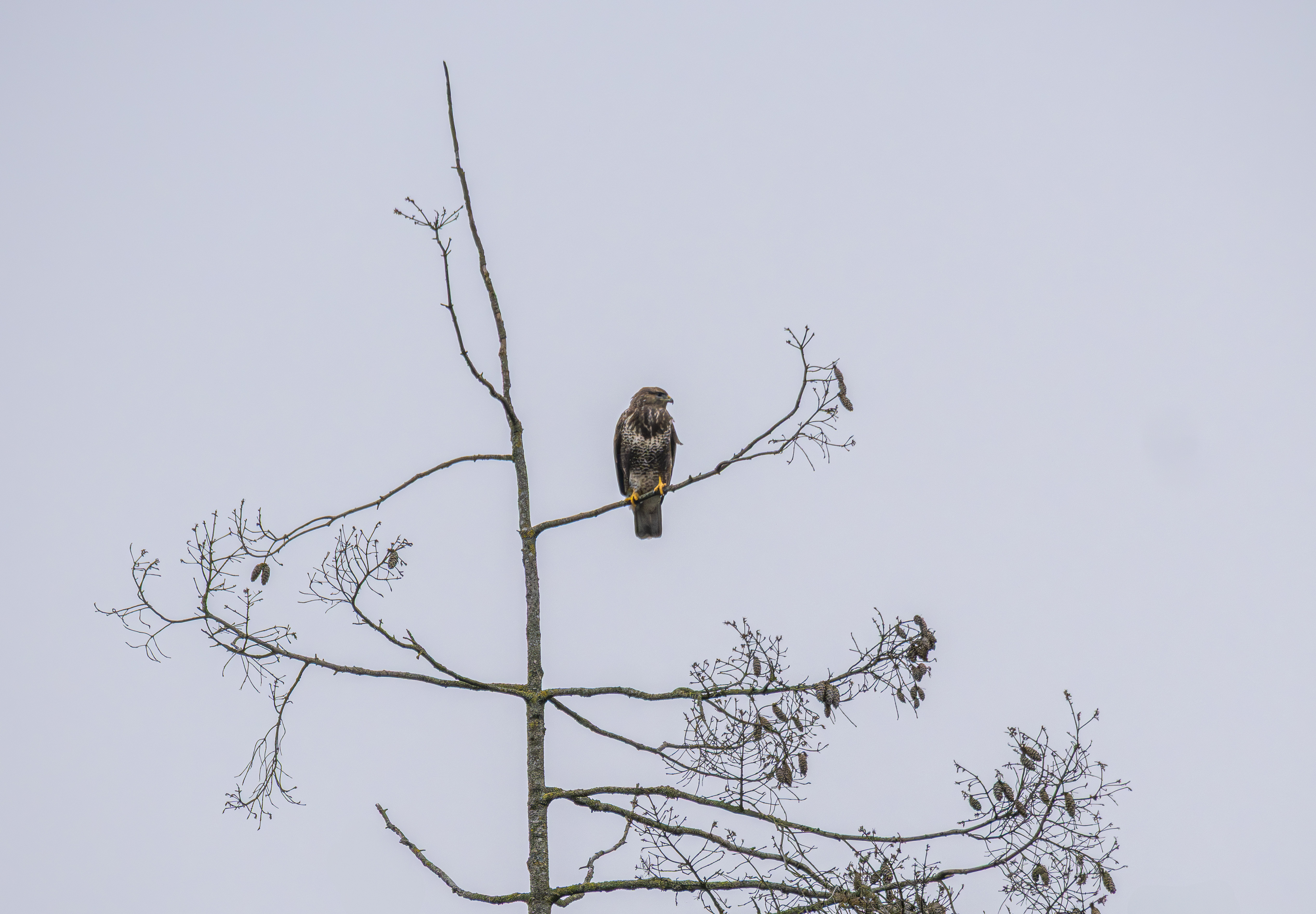 Buizerd