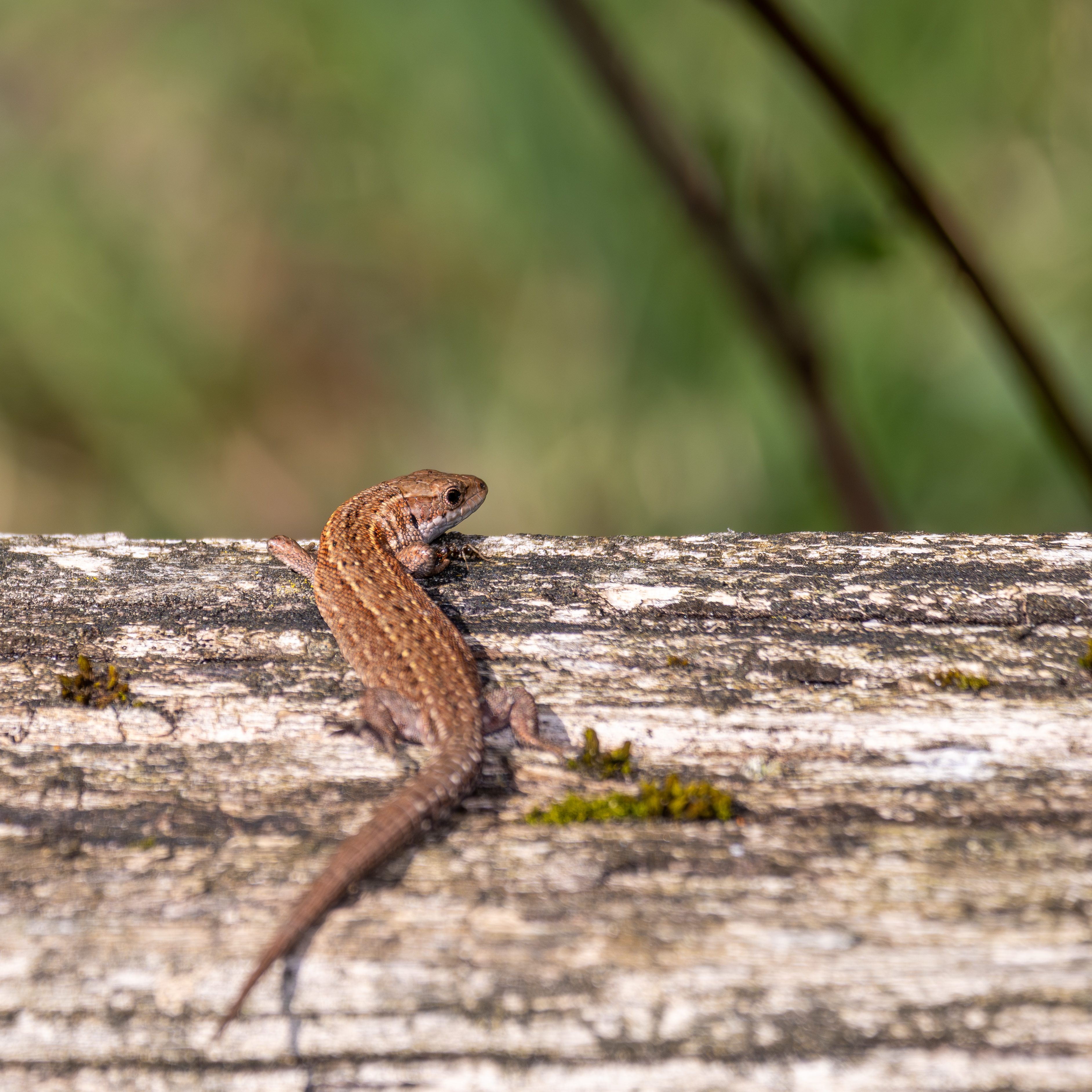 Levendbarende hagedis