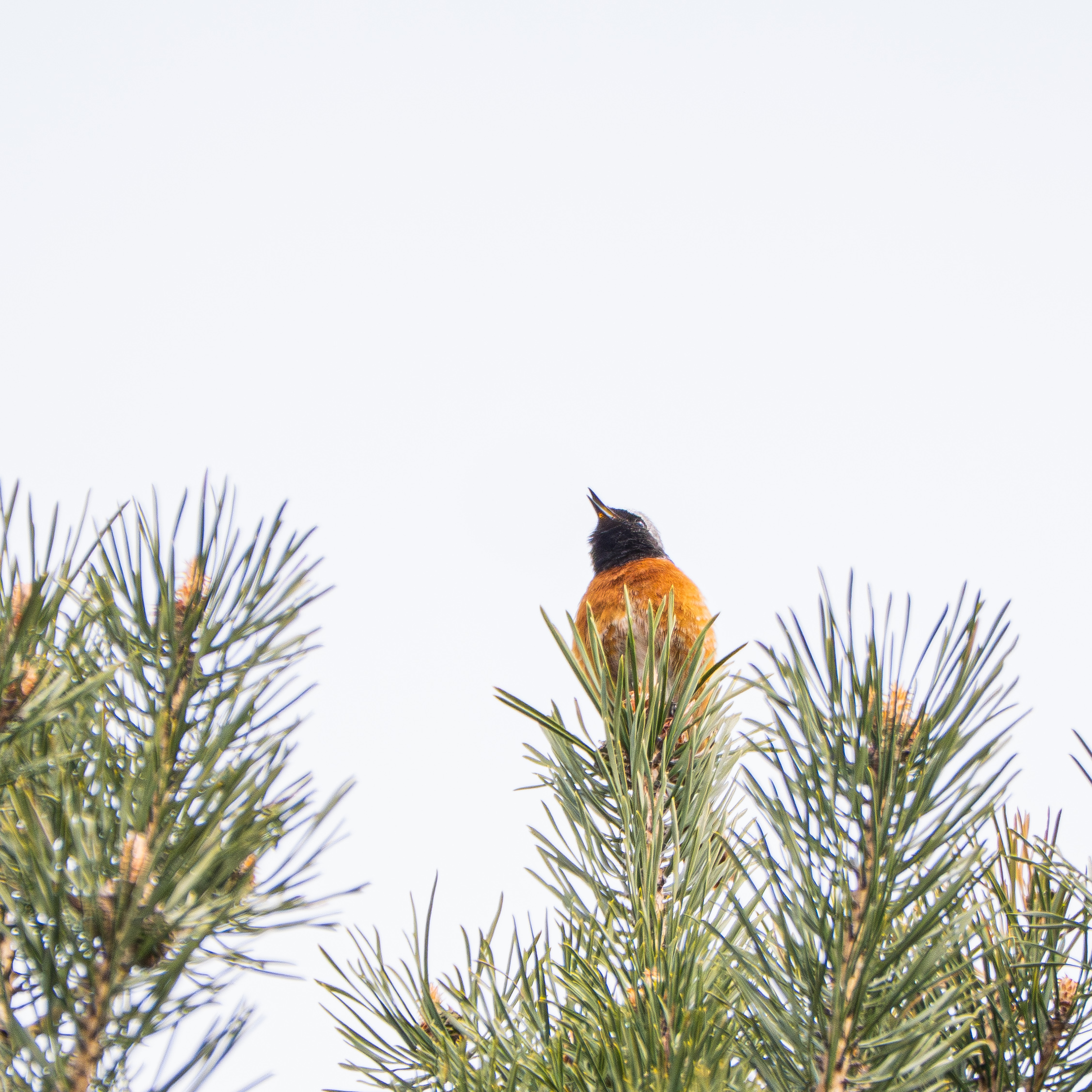 Gekraagde roodstaart