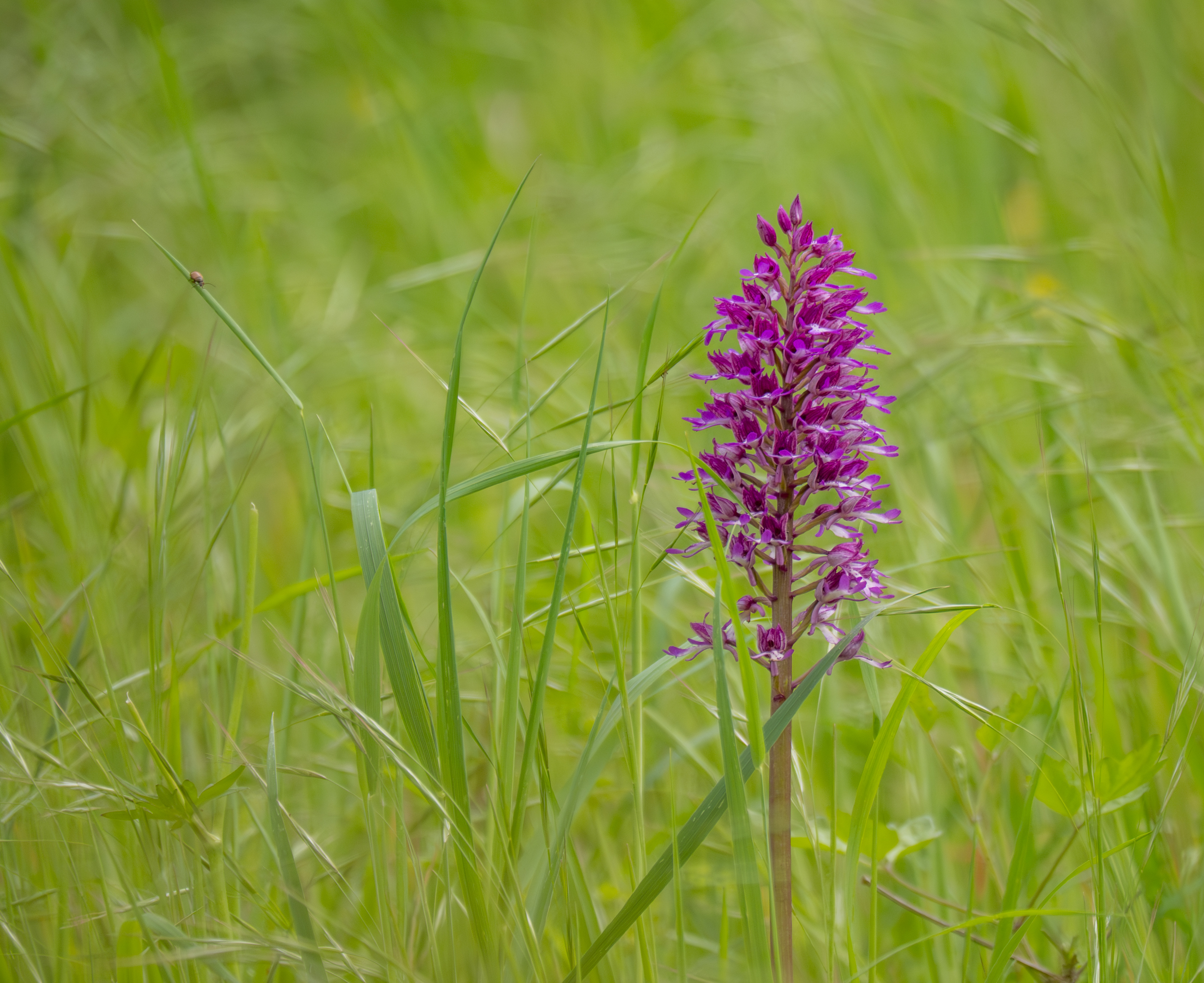 Purperorchis x Soldaatje