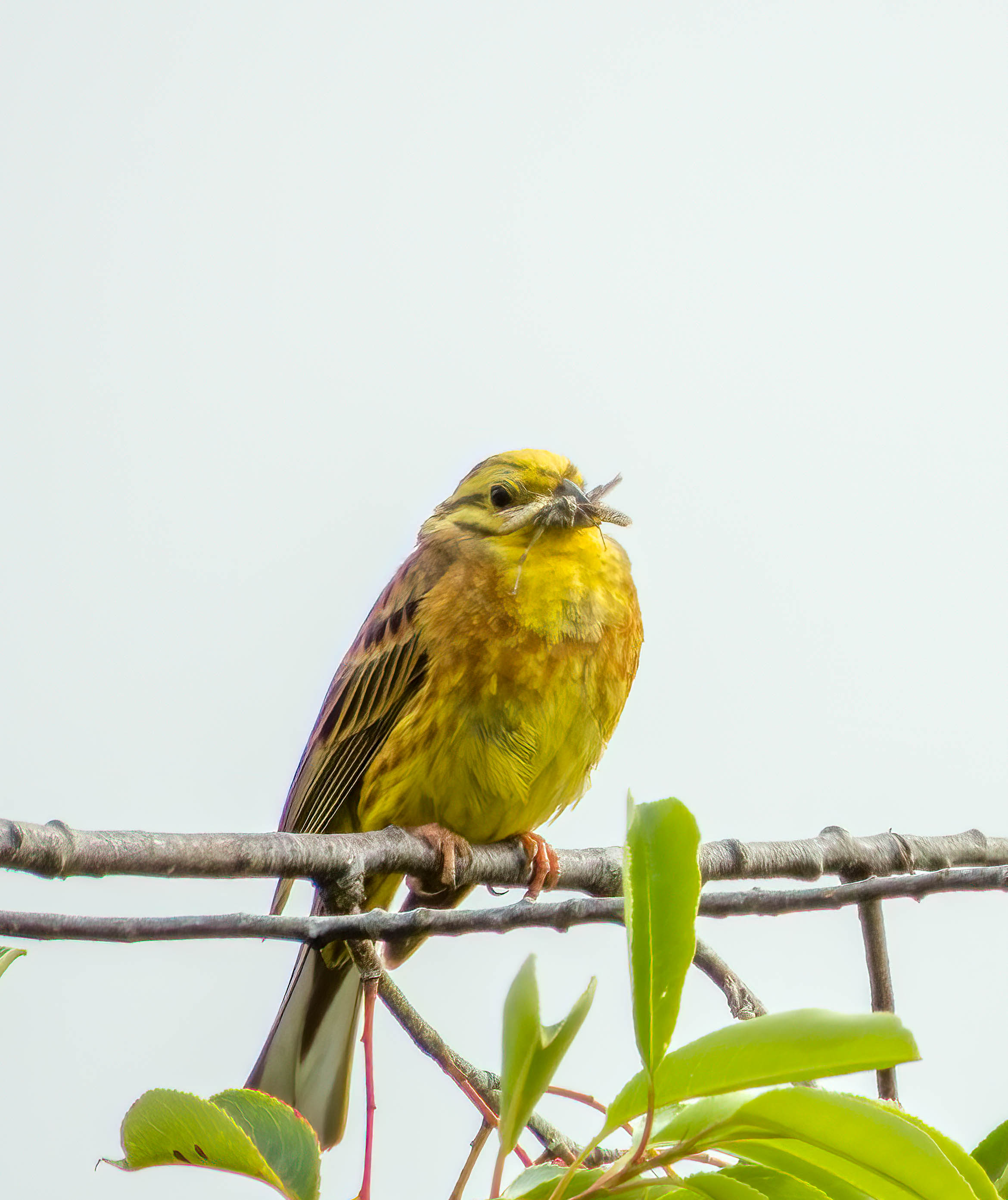 DenoiseAI > SharpenAI > LR