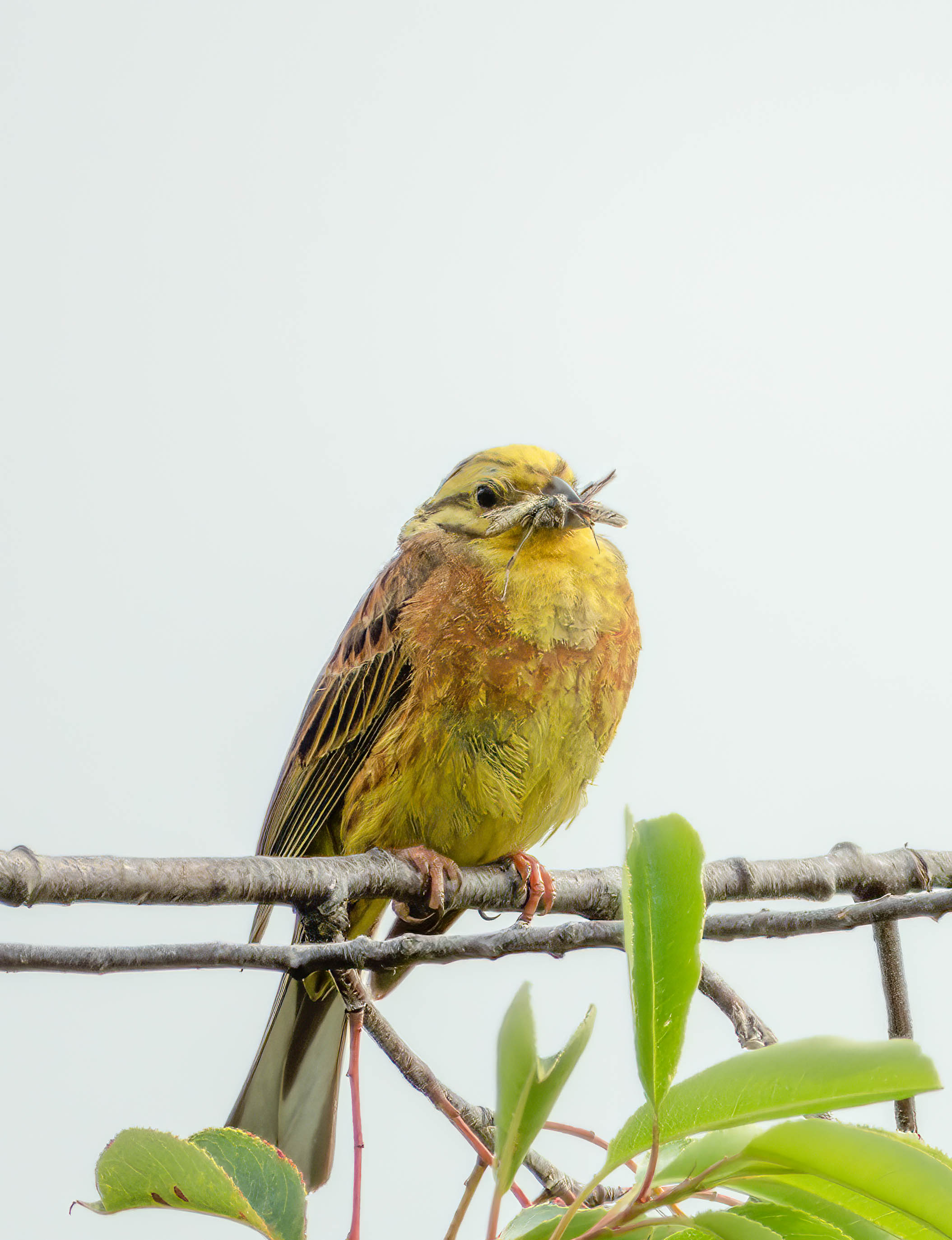 DxO > SharpenAI > LR