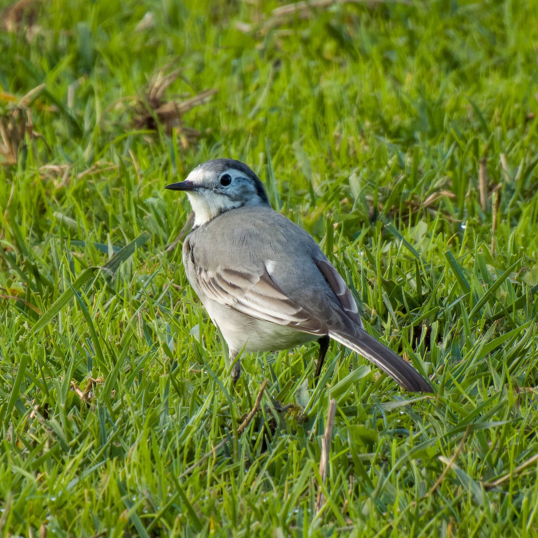 White wagtail