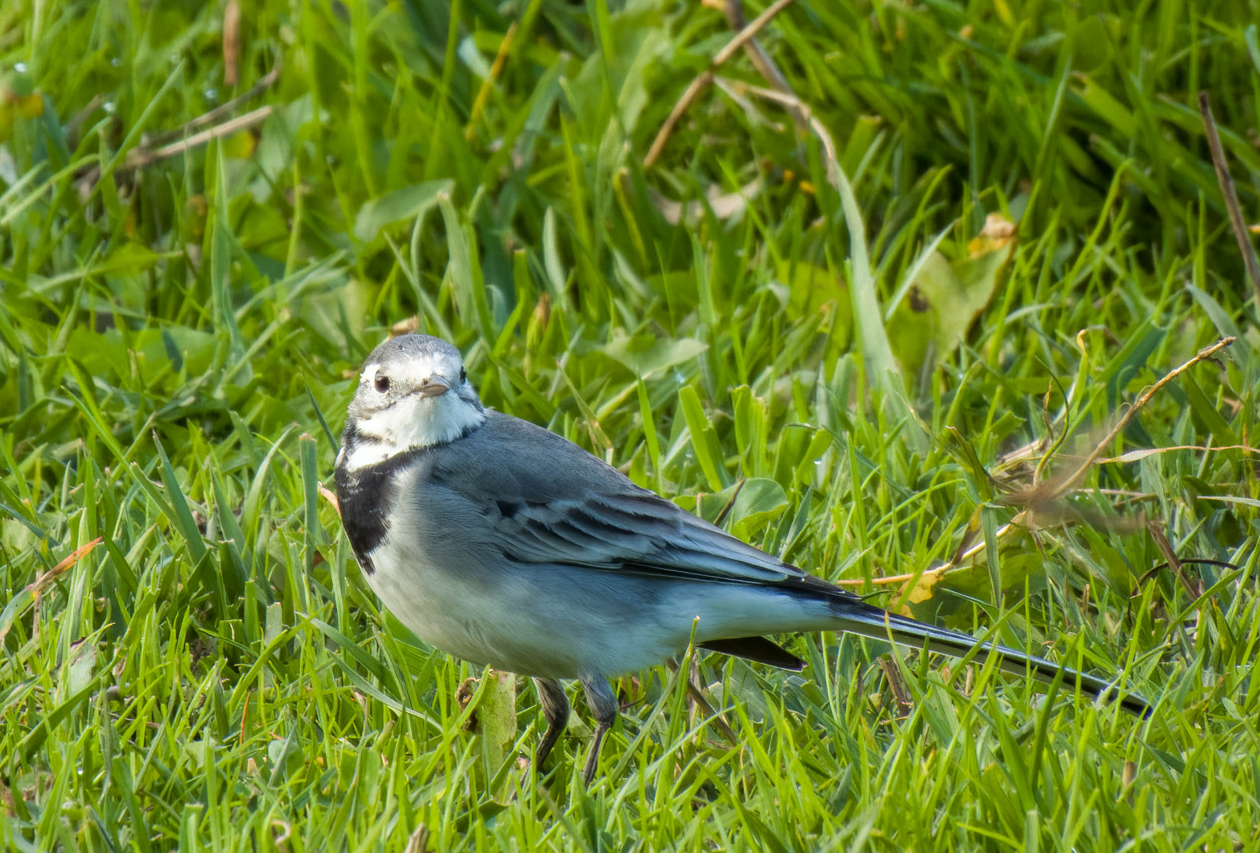 White wagtail