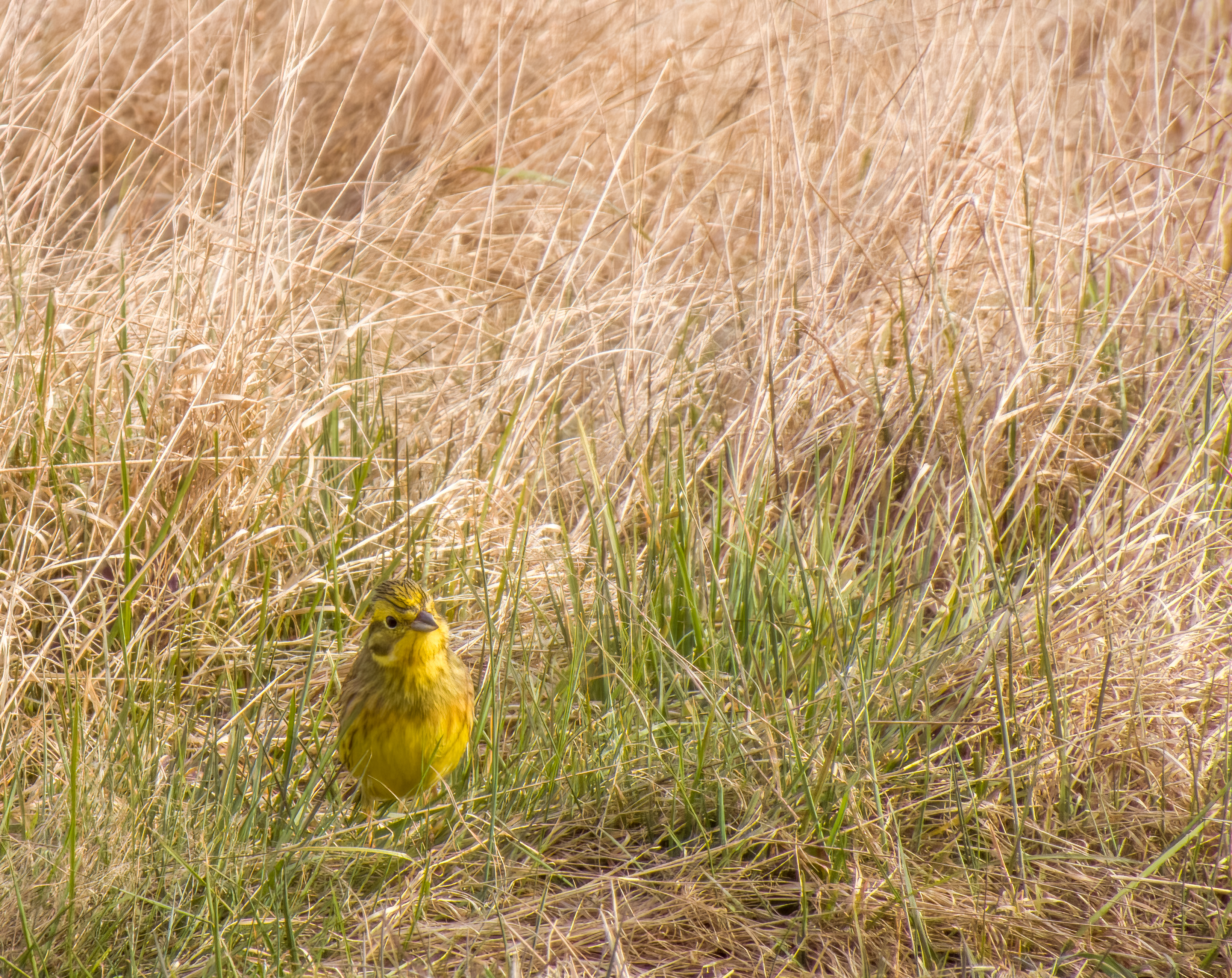 DSCN3869 denoise raw