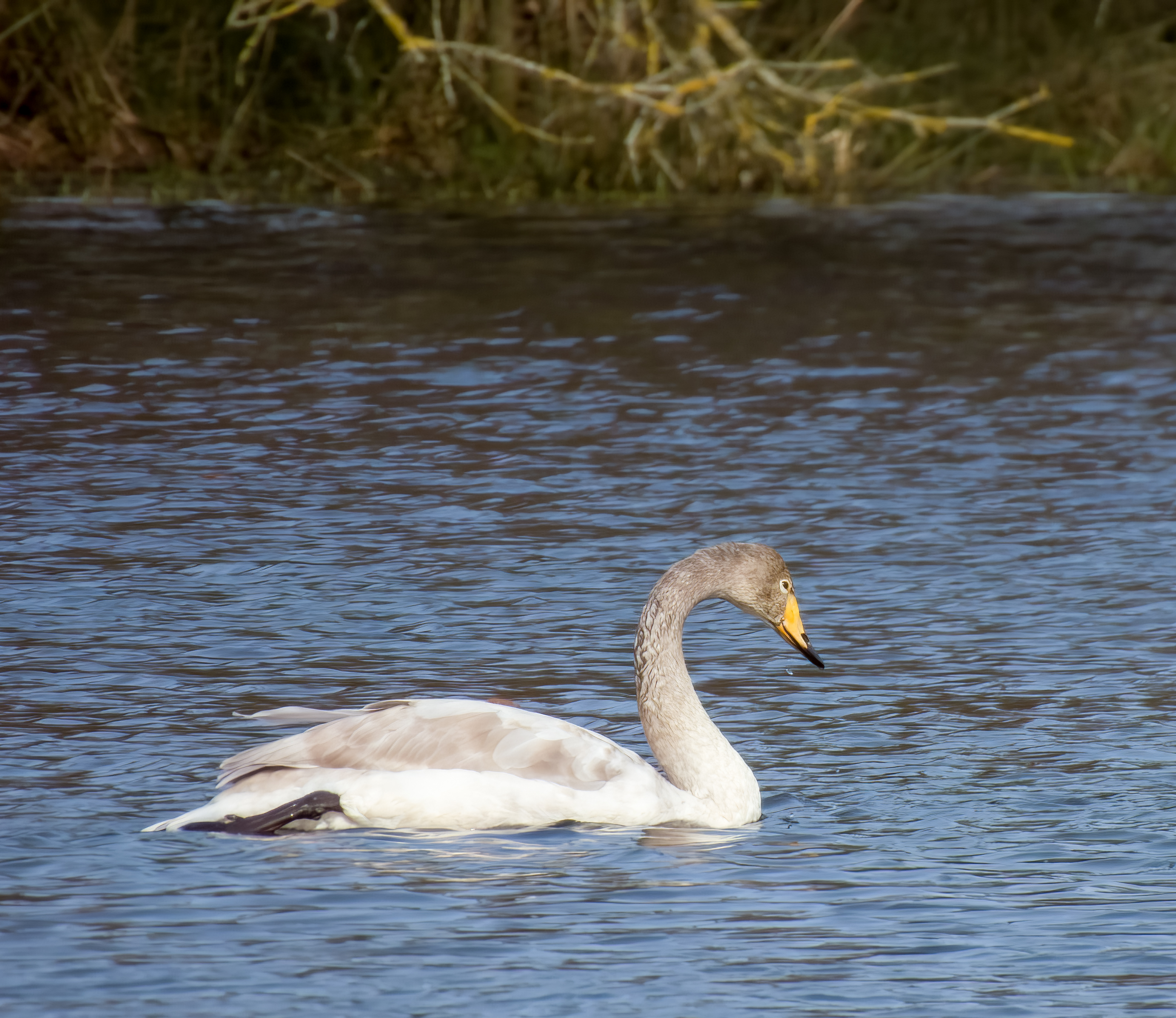 DSCN3891 denoise raw