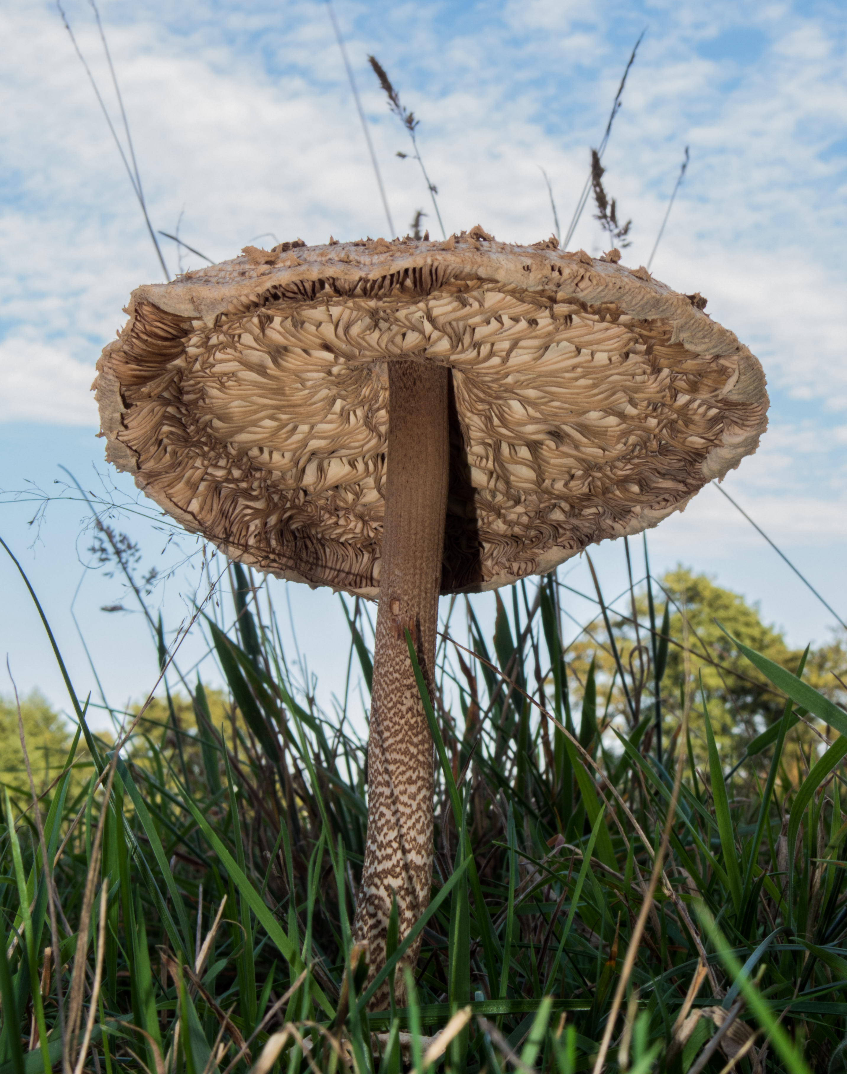 Parasol
