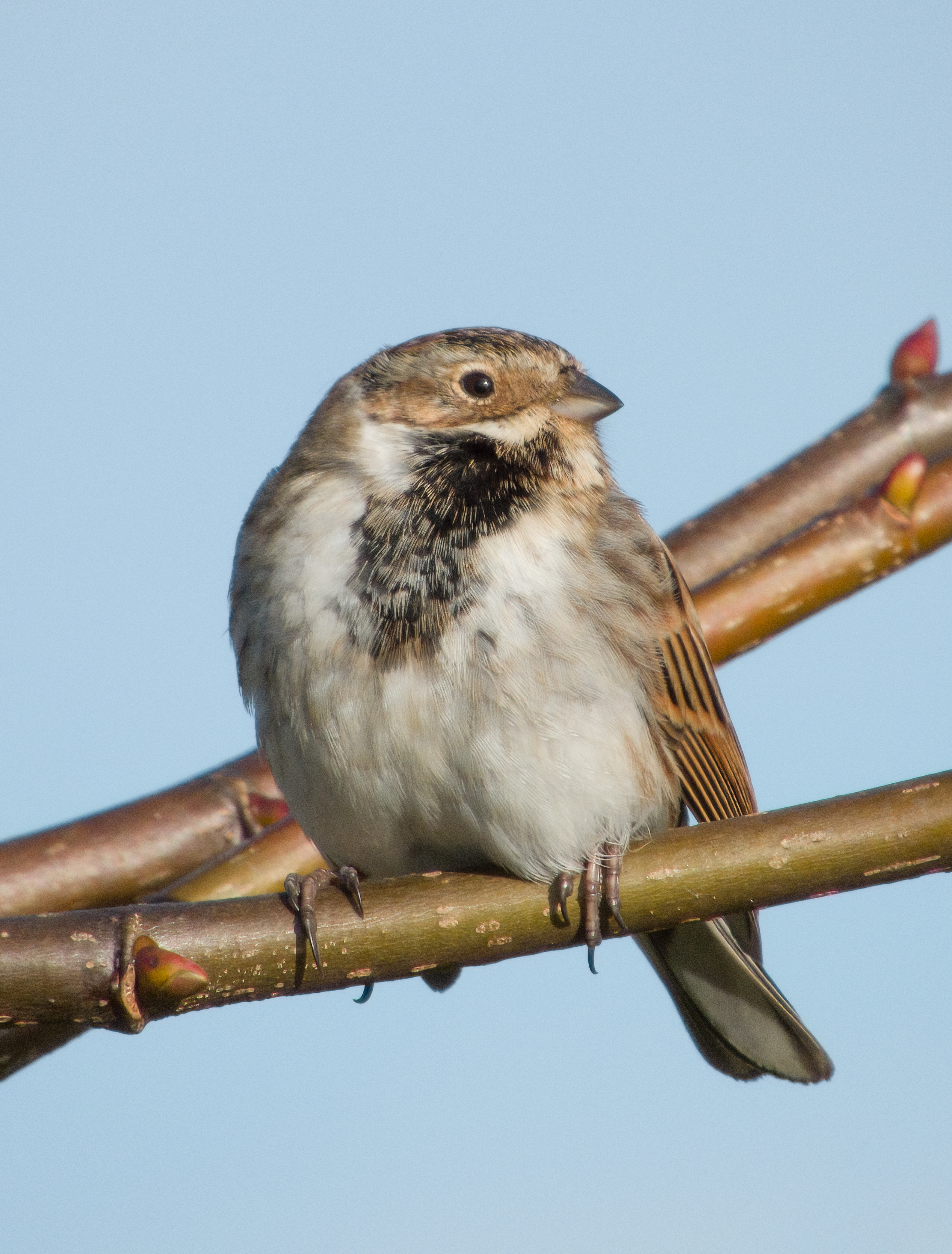 DSCN4041 denoise low light