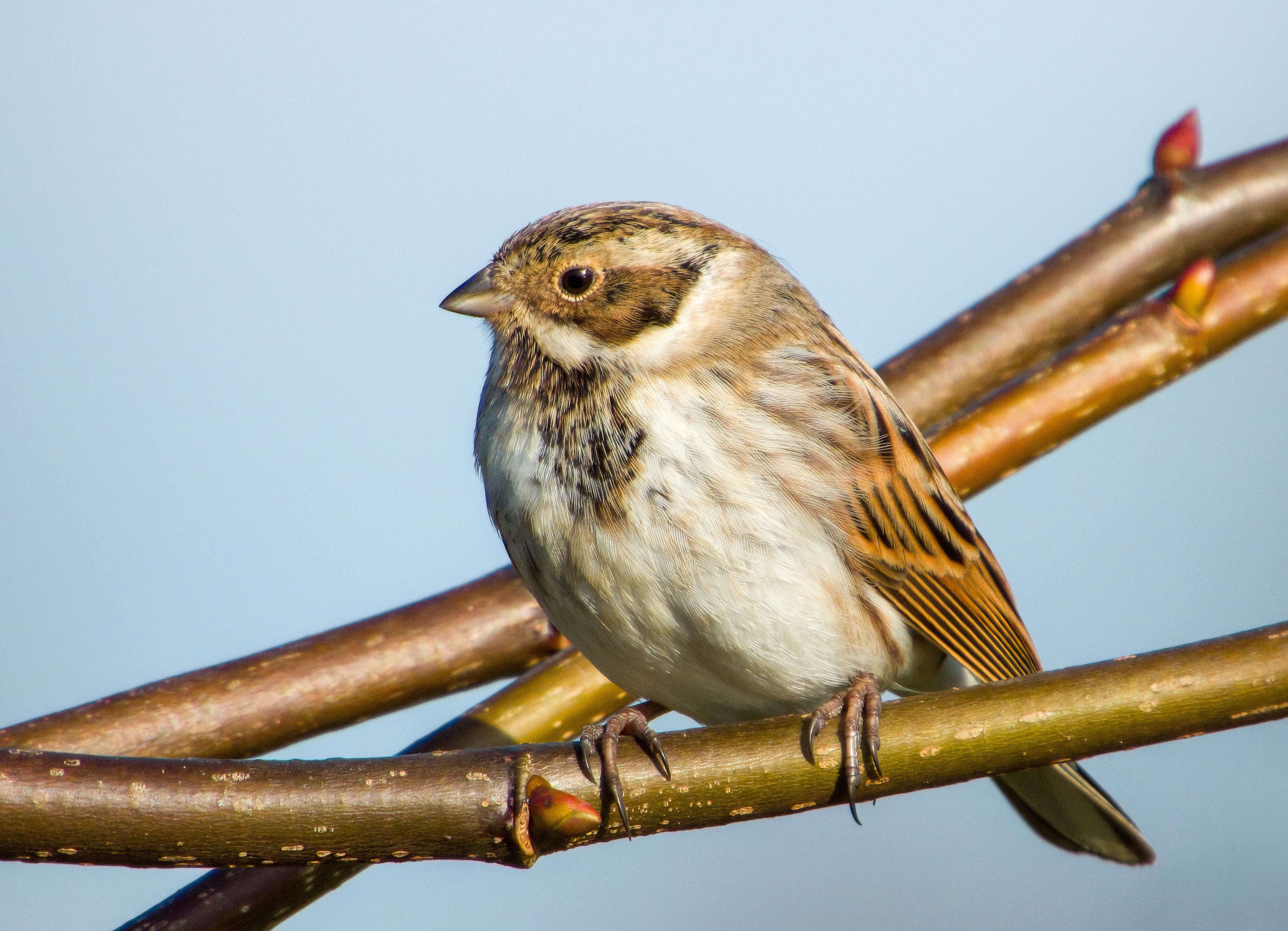 DSCN4086 denoise low light