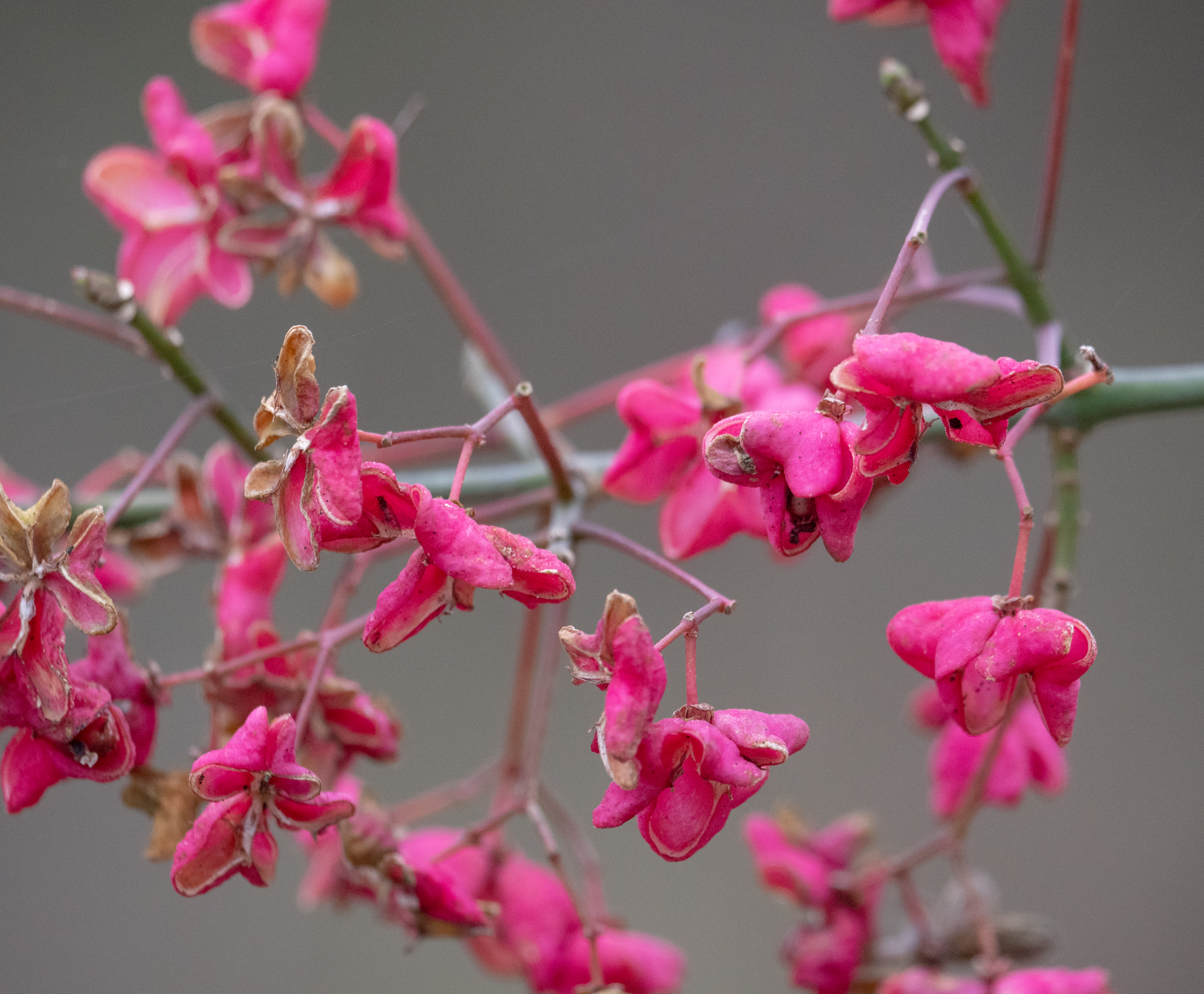 Wilde kardinaalsmuts